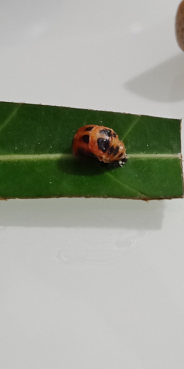 昨天捡到一只蛹然后今天孵出了一只七星瓢虫